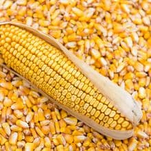 Poultry Grade Maize
